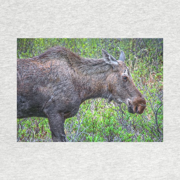 Moose Portrait by andykazie